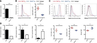 EZH2 restricts Tcf7 DNA methylation and promotes TFH differentiation during acute viral infection